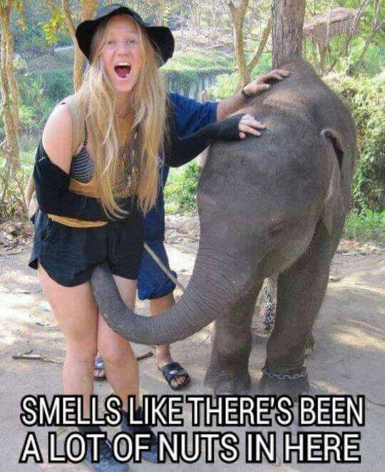 this elephant smells nuts