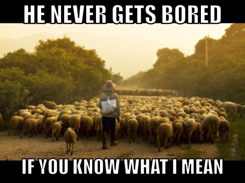 those poor sheep