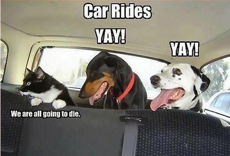 Cats versus dogs on car rides