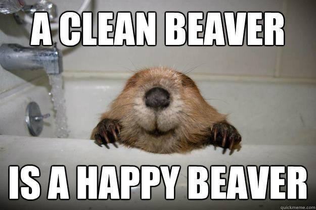 Clean happy beaver