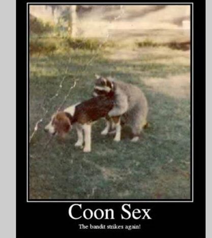 the raccoon is at it again
