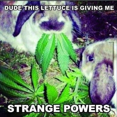 Magic lettuce