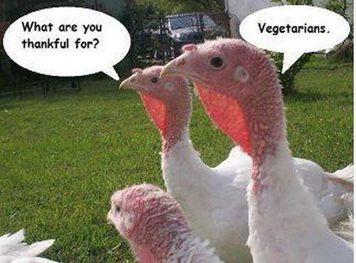 What turkeys are thankful for