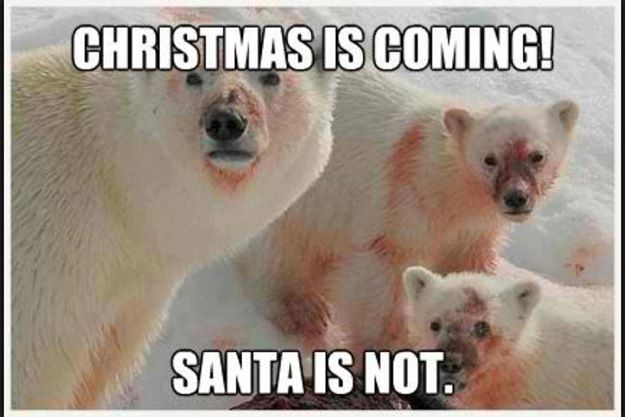 Christmas is coming but bears ate Santa