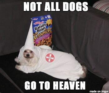 Not all dogs...