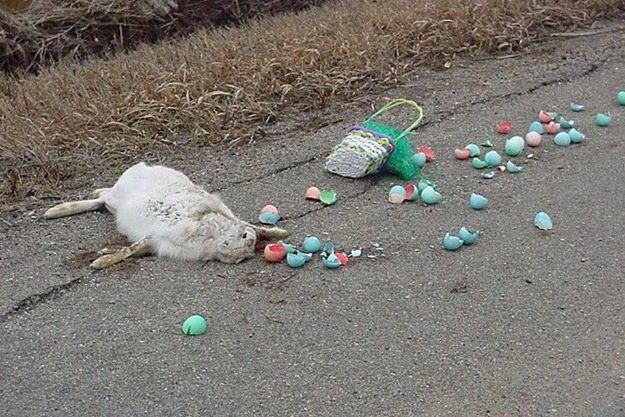 Easter bunny run over