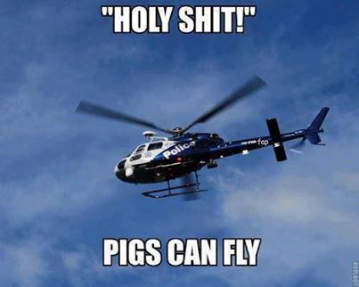 Pigs really can fly...