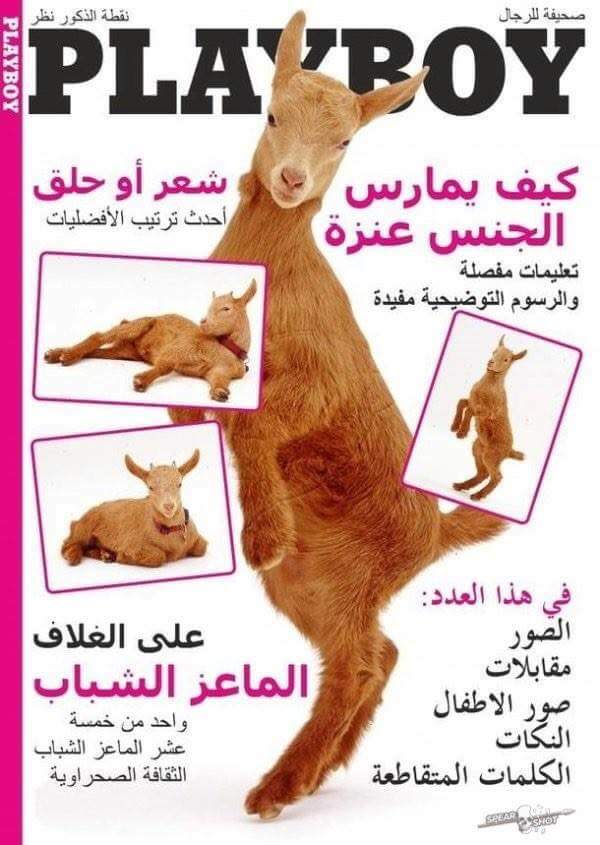 middle-eastern-playboy-edition-arab-goat-joke.jpg