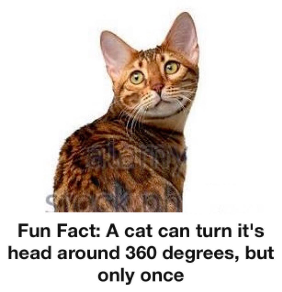 Fun fact a cat can turn its head 360 once